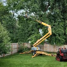 How Our Tree Care Process Works  in Pelham, GA